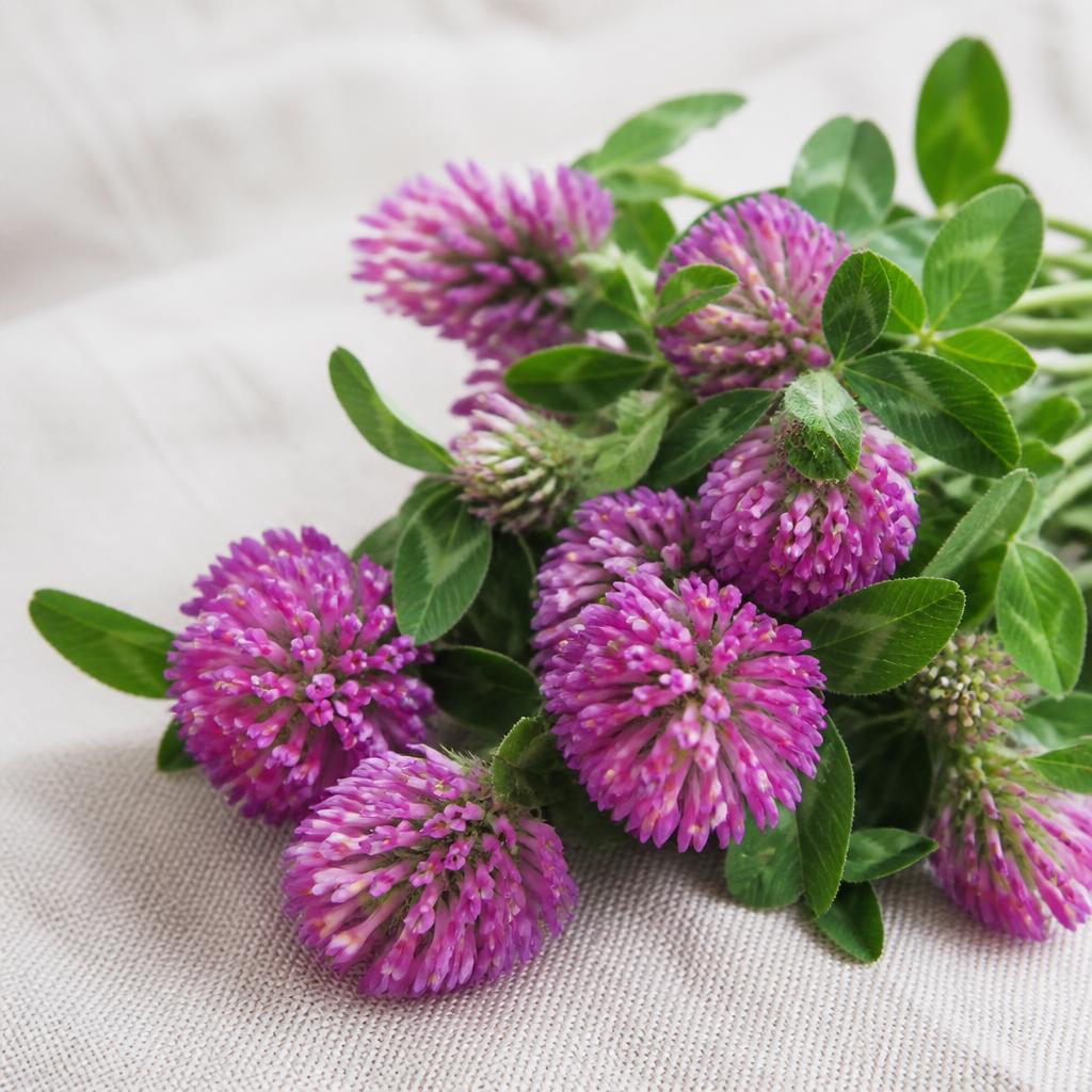Red Clover — natural source of 400 mg Red Clover